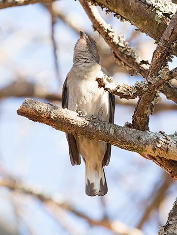 Lesser Honeyguide calling